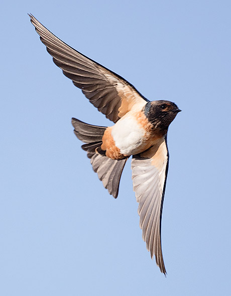 SA Cliff Swallow in flight